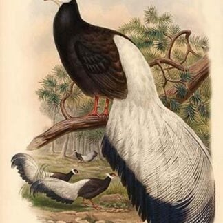 Crossoptillon Auritum - Chinese Crossoptilon Pheasant by John Gould