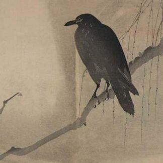 Crow on a willow branch