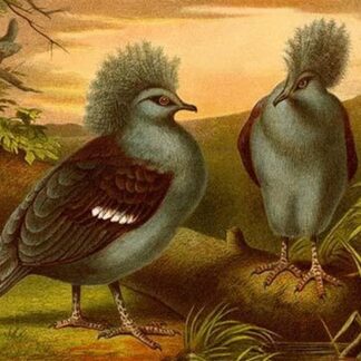 Crowned Pigeons by Friedrich Wilhelm Kuhnert