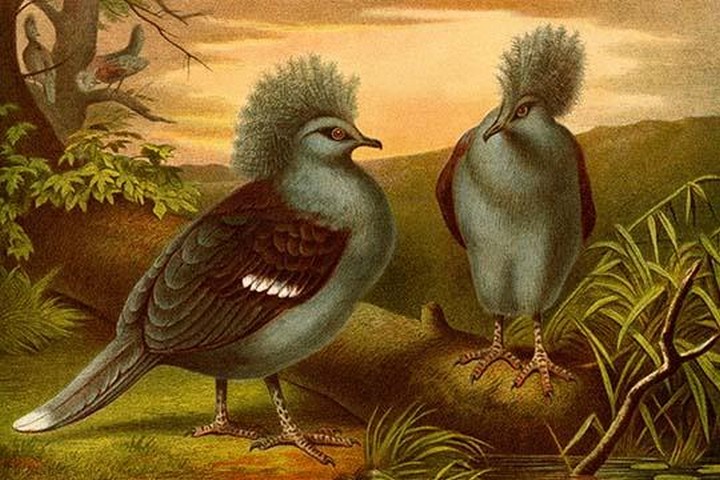 Crowned Pigeons by Friedrich Wilhelm Kuhnert