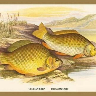 Crucian and Prussian Carp by A.F. Lydon