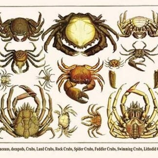 Crustaceans