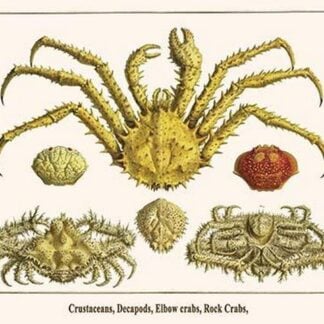 Crustaceans