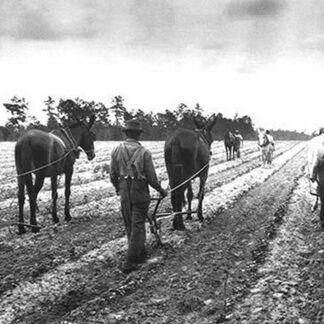 Cultivating Cotton Demonstration by George W. Ackerman