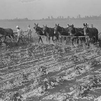 Cultivating cotton by Dorothea Lange
