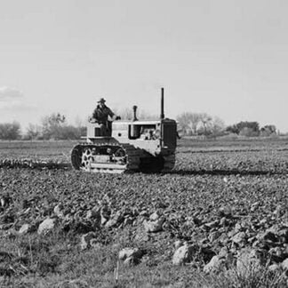 Cultivating potato field by Dorothea Lange