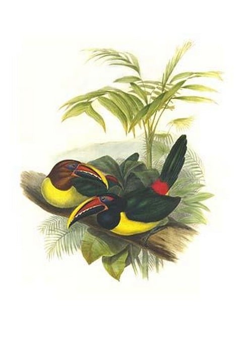 Curl Crested Aracari by John Gould