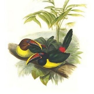 Curl Crested Aracari by John Gould