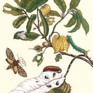 Custard Apple and Flower Moth by Maria Sibylla Merian