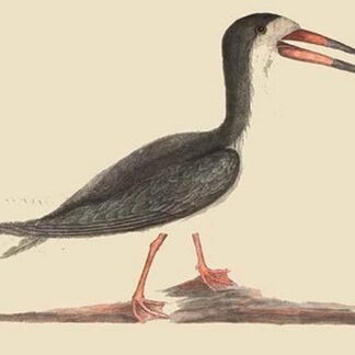 Cut Water by Mark Catesby