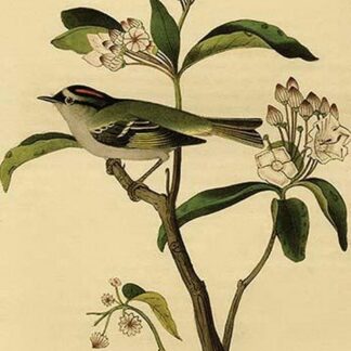 Cuvier's Kinglet by John James Audubon