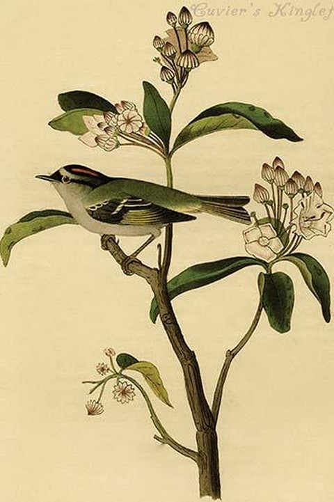 Cuvier's Kinglet by John James Audubon