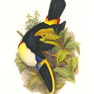 Cuvier's Toucan by John Gould