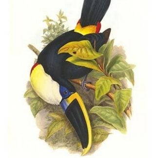Cuvier's Toucan by John Gould