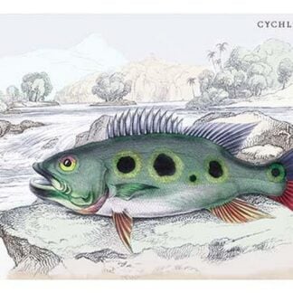 Cychla Argus by Robert H. Schomburgk