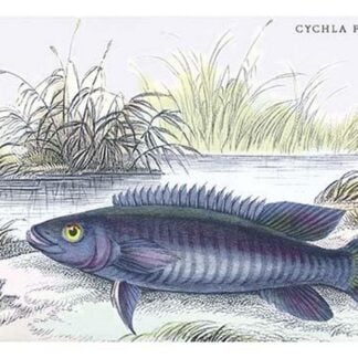 Cychla Fasciata by Robert H. Schomburgk