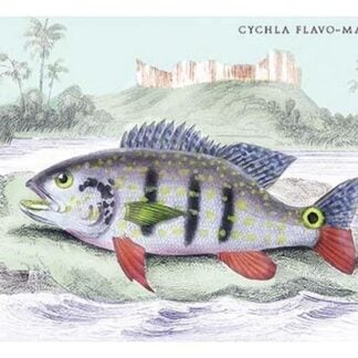 Cychla Flavo-Maclelata by Robert H. Schomburgk