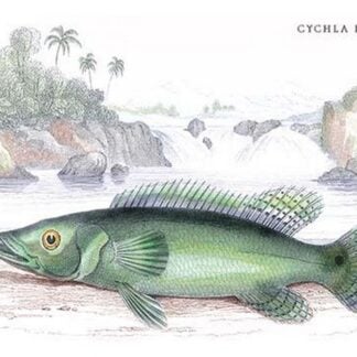 Cychla Labrina by Robert H. Schomburgk