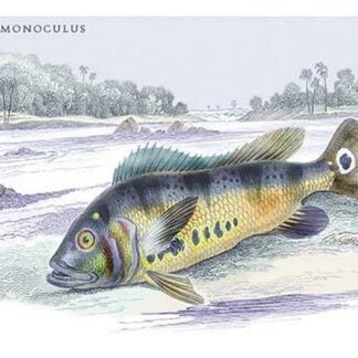 Cychla Monoculus by Robert H. Schomburgk