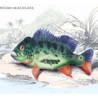 Cychla Nigro-Maculata by Robert H. Schomburgk