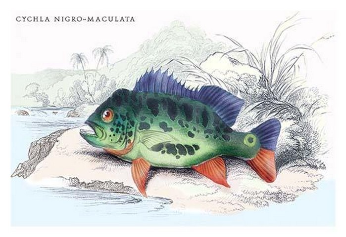 Cychla Nigro-Maculata by Robert H. Schomburgk