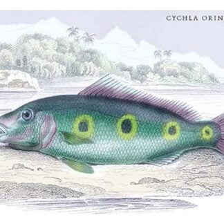 Cychla Orinocencis by Robert H. Schomburgk