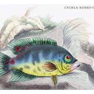 Cychla Rubro-Ocellata by Robert H. Schomburgk