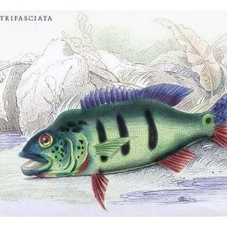 Cychla Trifasciata by Robert H. Schomburgk