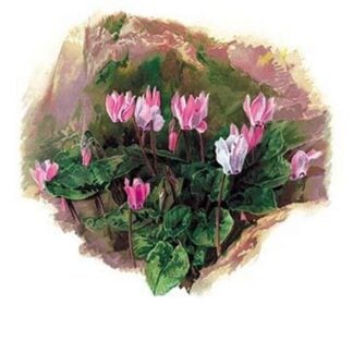 Cyclamen Libanoticum by H.G. Moon