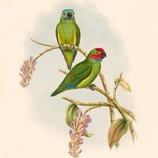 Cyclopsitta Aurensis - Aru Perroquet by John Gould