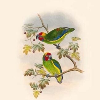 Cyclopsitta Cocconeifrons - Astrolabe Mountain Perroquet by John Gould