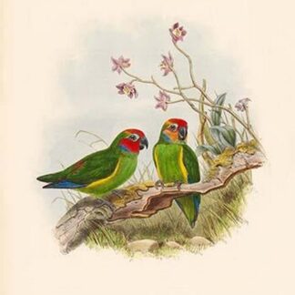 Cyclopsitta Diophalma - Double-Eyed Perroquet by John Gould