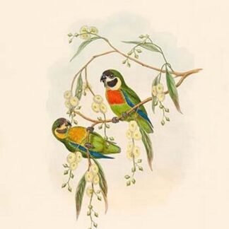 Cyclopsitta Melanogenys - Black-Cheeked Perroquet by John Gould