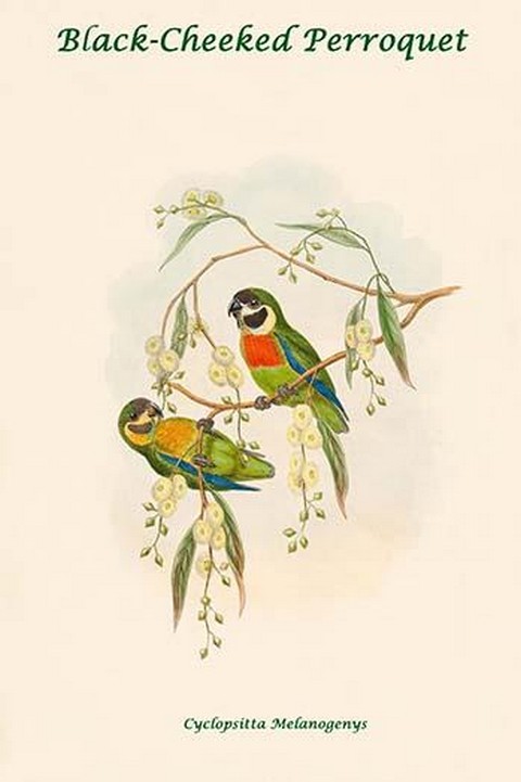 Cyclopsitta Melanogenys - Black-Cheeked Perroquet by John Gould