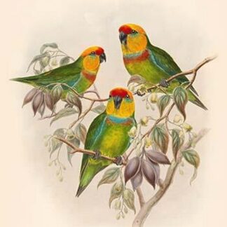 Cyclopsitta Occidentalis - Western Perroquet by John Gould