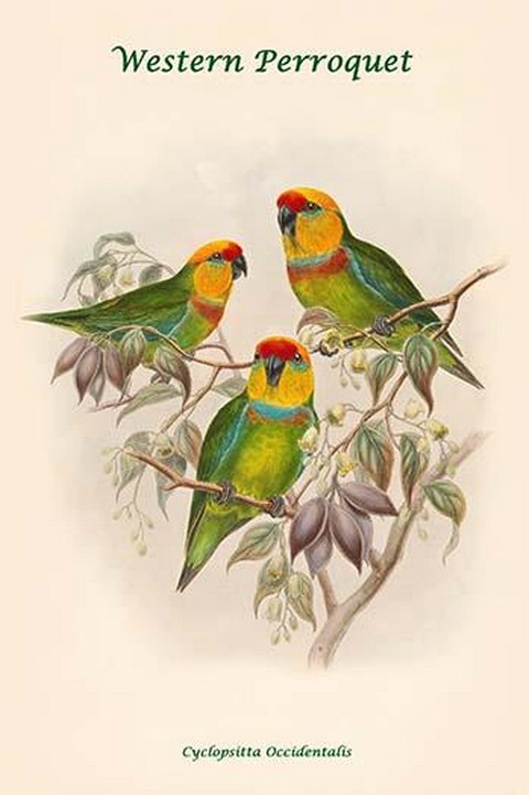 Cyclopsitta Occidentalis - Western Perroquet by John Gould