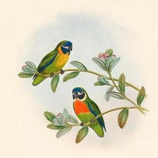 Cyclopsitta Suavissima - D'Alberti's Perroquet by John Gould