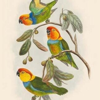 Cyclopsittacus Cervicalis - Southern Ringed Perroquet by John Gould