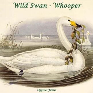 Cygnus Ferus - Wild Swan - Whooper by John Gould