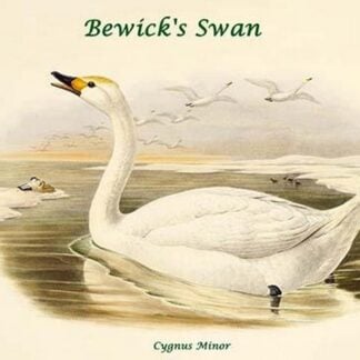 Cygnus Minor - Bewick's Swan by John Gould