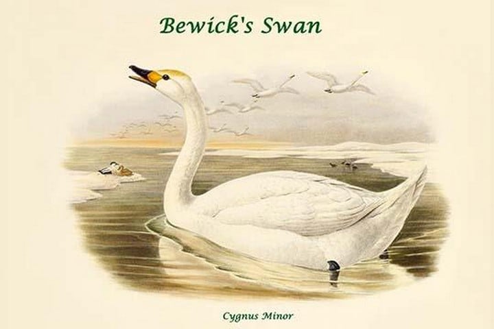 Cygnus Minor - Bewick's Swan by John Gould