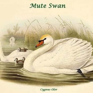 Cygnus Olor - Mute Swan by John Gould