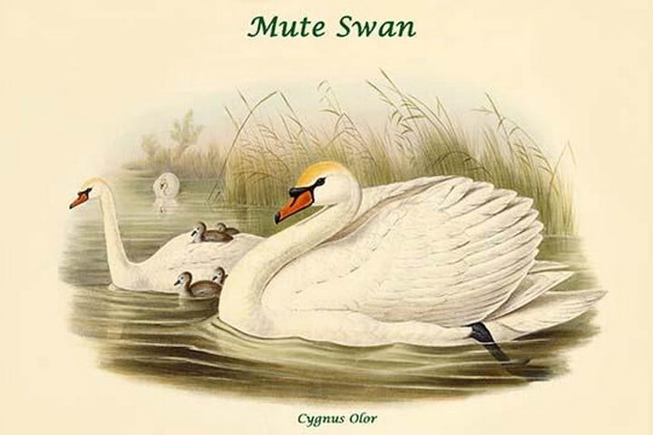 Cygnus Olor - Mute Swan by John Gould