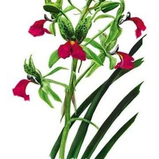 Cymbidium Rhodochilum by H.G. Moon