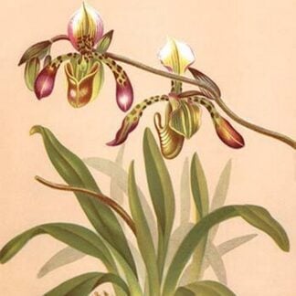 Cypripedium Haynaldianum; Paphiopedilium by H.G. Moon
