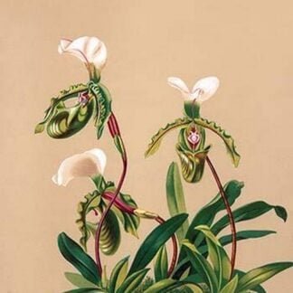 Cypripedium Spicerianum; East Indian Lady Slipper by H.G. Moon