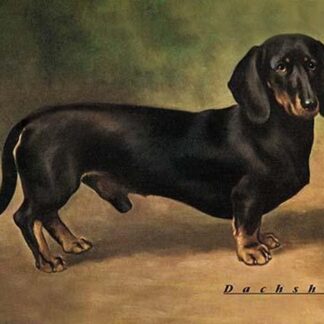 Dachshund Earl Satin