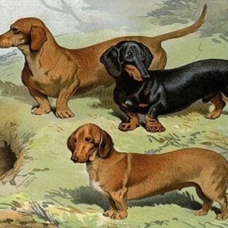 Dachshunds by Vero Shaw