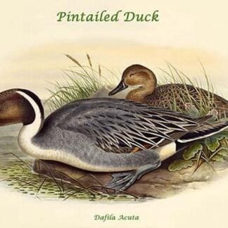 Dafila Acuta - Pintailed Duck by John Gould