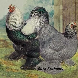 Dark Brahmas